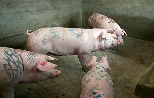     
: pig tatoo.jpg
: 552
:	142.2 
ID:	9990